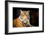 Siberian Tiger-fotoslaz-Framed Photographic Print