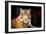 Siberian Tiger-fotoslaz-Framed Photographic Print