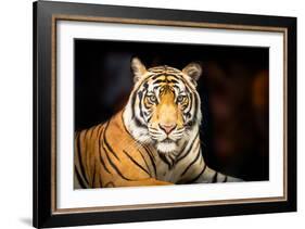 Siberian Tiger-fotoslaz-Framed Photographic Print