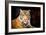 Siberian Tiger-fotoslaz-Framed Photographic Print