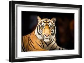 Siberian Tiger-fotoslaz-Framed Photographic Print