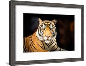 Siberian Tiger-fotoslaz-Framed Photographic Print