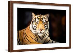 Siberian Tiger-fotoslaz-Framed Photographic Print