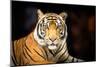 Siberian Tiger-fotoslaz-Mounted Photographic Print