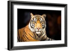 Siberian Tiger-fotoslaz-Framed Photographic Print
