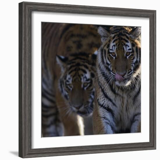 Siberian Tigers, Panthera Tigris Altaica, Subadults-Andreas Keil-Framed Photographic Print