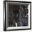 Siberian Tigers, Panthera Tigris Altaica, Subadults-Andreas Keil-Framed Photographic Print