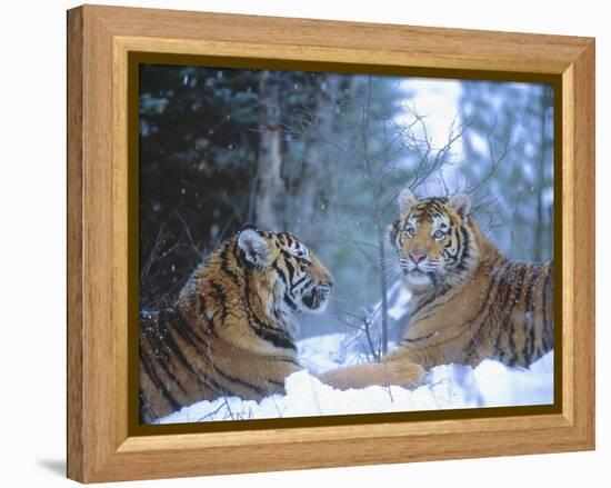 Siberian Tigers Resting in Snow-Jim Zuckerman-Framed Premier Image Canvas