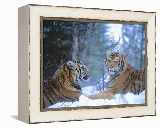 Siberian Tigers Resting in Snow-Jim Zuckerman-Framed Premier Image Canvas