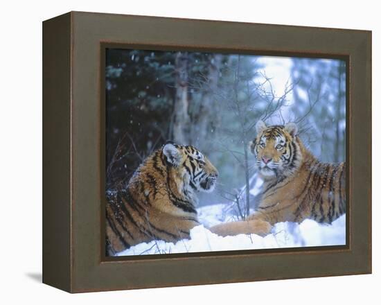 Siberian Tigers Resting in Snow-Jim Zuckerman-Framed Premier Image Canvas