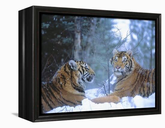 Siberian Tigers Resting in Snow-Jim Zuckerman-Framed Premier Image Canvas