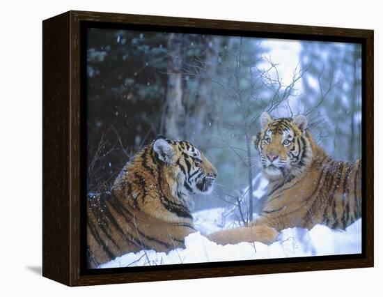 Siberian Tigers Resting in Snow-Jim Zuckerman-Framed Premier Image Canvas