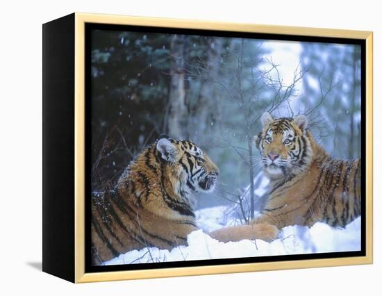 Siberian Tigers Resting in Snow-Jim Zuckerman-Framed Premier Image Canvas