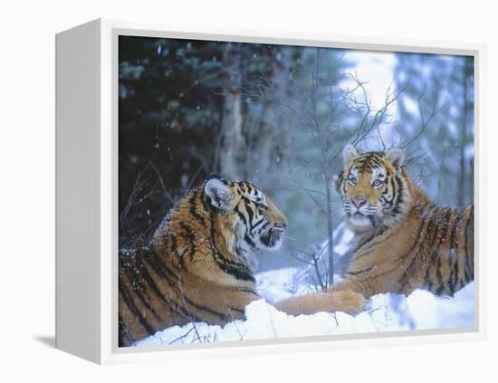 Siberian Tigers Resting in Snow-Jim Zuckerman-Framed Premier Image Canvas