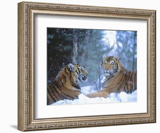 Siberian Tigers Resting in Snow-Jim Zuckerman-Framed Photographic Print