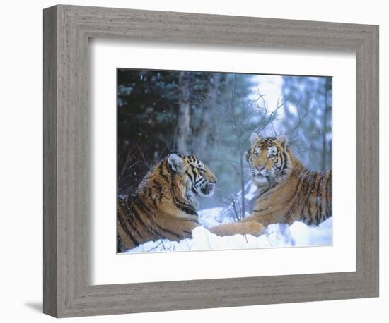 Siberian Tigers Resting in Snow-Jim Zuckerman-Framed Photographic Print