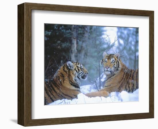 Siberian Tigers Resting in Snow-Jim Zuckerman-Framed Photographic Print