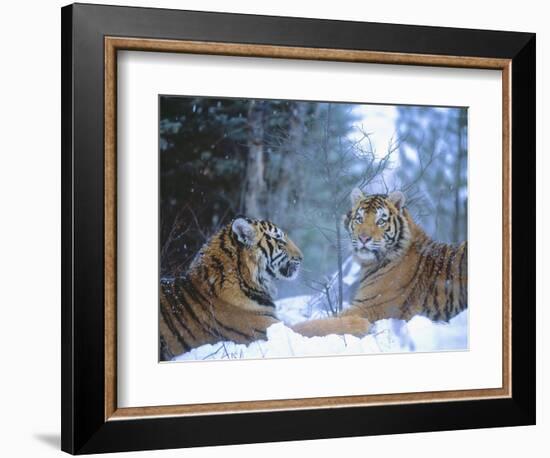 Siberian Tigers Resting in Snow-Jim Zuckerman-Framed Photographic Print