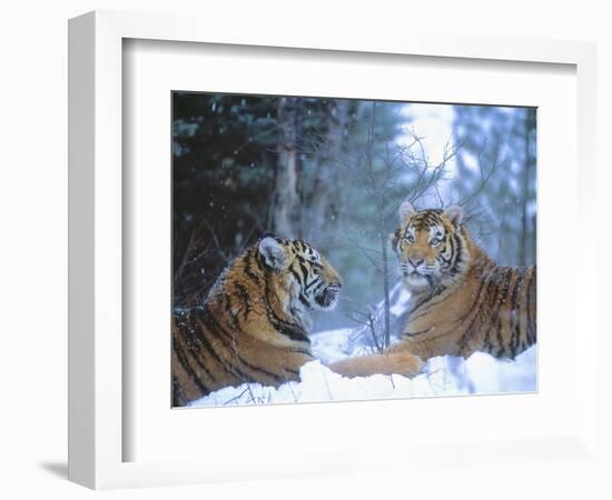 Siberian Tigers Resting in Snow-Jim Zuckerman-Framed Photographic Print