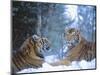 Siberian Tigers Resting in Snow-Jim Zuckerman-Mounted Photographic Print