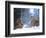 Siberian Tigers Resting in Snow-Jim Zuckerman-Framed Photographic Print