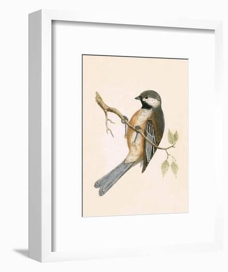 Siberian Tit,  from 'A History of the Birds of Europe Not Observed in the British Isles'-English-Framed Premium Giclee Print