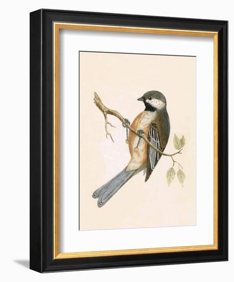 Siberian Tit,  from 'A History of the Birds of Europe Not Observed in the British Isles'-English-Framed Premium Giclee Print