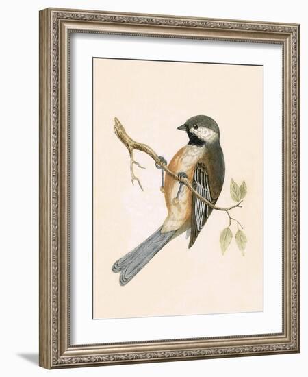 Siberian Tit,  from 'A History of the Birds of Europe Not Observed in the British Isles'-English-Framed Giclee Print