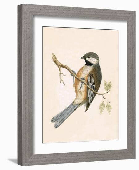 Siberian Tit,  from 'A History of the Birds of Europe Not Observed in the British Isles'-English-Framed Giclee Print