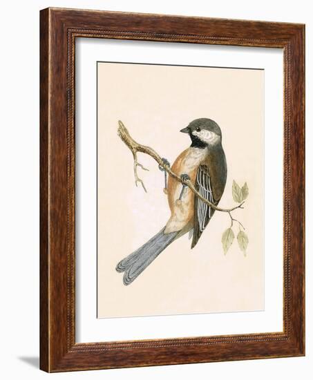 Siberian Tit,  from 'A History of the Birds of Europe Not Observed in the British Isles'-English-Framed Giclee Print