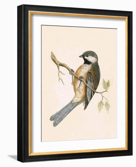 Siberian Tit,  from 'A History of the Birds of Europe Not Observed in the British Isles'-English-Framed Giclee Print