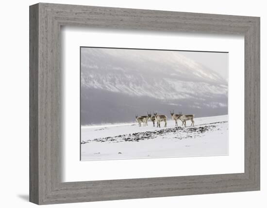 Siberian tundra reindeer, Putoransky State Nature Reserve, Putorana Plateau, Siberia, Russia-Sergey Gorshkov-Framed Photographic Print