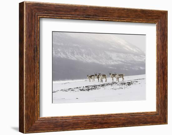 Siberian tundra reindeer, Putoransky State Nature Reserve, Putorana Plateau, Siberia, Russia-Sergey Gorshkov-Framed Photographic Print