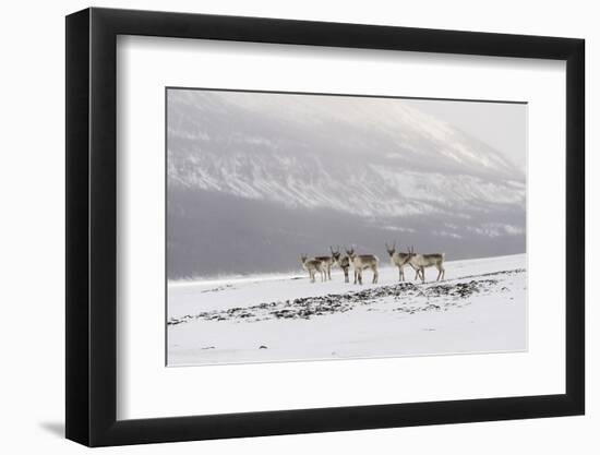 Siberian tundra reindeer, Putoransky State Nature Reserve, Putorana Plateau, Siberia, Russia-Sergey Gorshkov-Framed Photographic Print