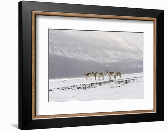 Siberian tundra reindeer, Putoransky State Nature Reserve, Putorana Plateau, Siberia, Russia-Sergey Gorshkov-Framed Photographic Print