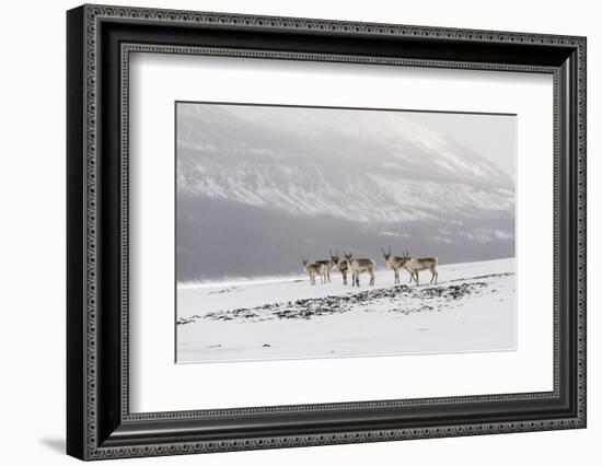 Siberian tundra reindeer, Putoransky State Nature Reserve, Putorana Plateau, Siberia, Russia-Sergey Gorshkov-Framed Photographic Print