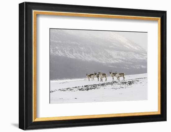 Siberian tundra reindeer, Putoransky State Nature Reserve, Putorana Plateau, Siberia, Russia-Sergey Gorshkov-Framed Photographic Print