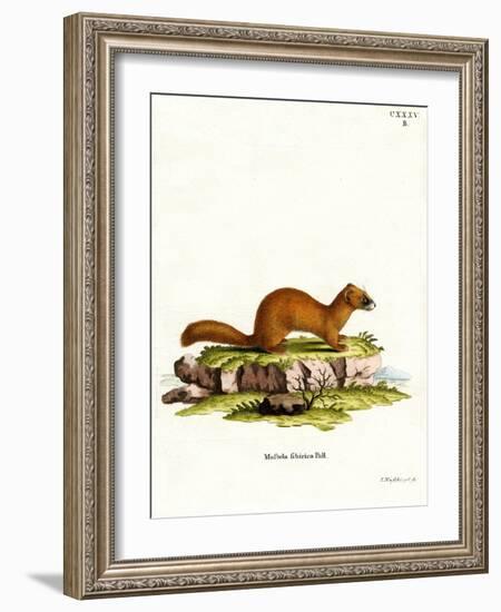 Siberian Weasel-null-Framed Giclee Print