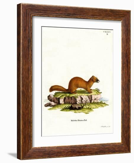 Siberian Weasel-null-Framed Giclee Print