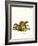 Siberian Weasel-null-Framed Giclee Print