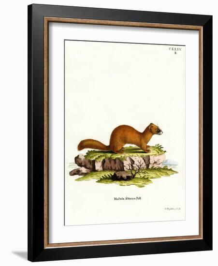 Siberian Weasel-null-Framed Giclee Print