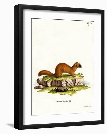 Siberian Weasel-null-Framed Giclee Print