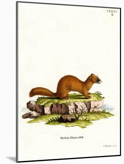 Siberian Weasel-null-Mounted Giclee Print