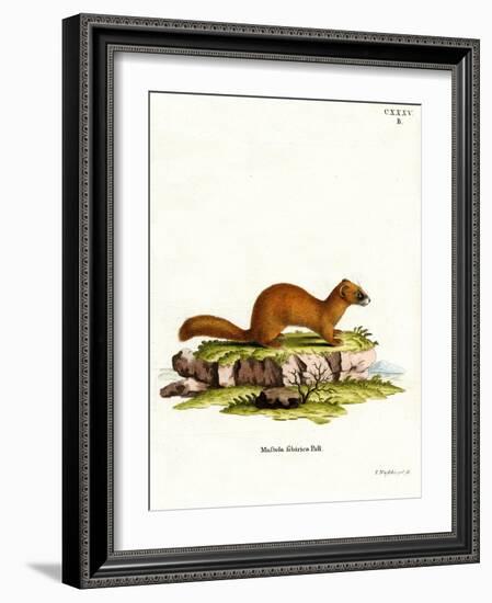 Siberian Weasel-null-Framed Giclee Print