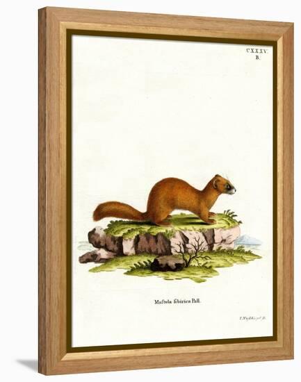 Siberian Weasel-null-Framed Premier Image Canvas