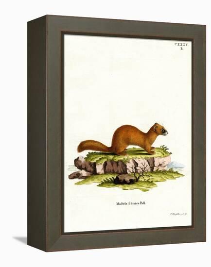 Siberian Weasel-null-Framed Premier Image Canvas