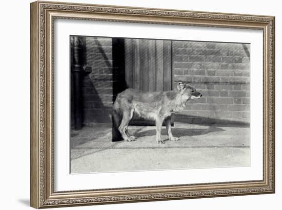 Siberian Wild Dog or Dhole at London Zoo, October 1916-Frederick William Bond-Framed Photographic Print