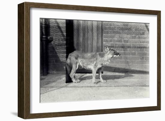 Siberian Wild Dog or Dhole at London Zoo, October 1916-Frederick William Bond-Framed Photographic Print