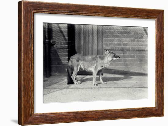 Siberian Wild Dog or Dhole at London Zoo, October 1916-Frederick William Bond-Framed Photographic Print