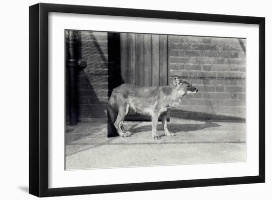 Siberian Wild Dog or Dhole at London Zoo, October 1916-Frederick William Bond-Framed Photographic Print